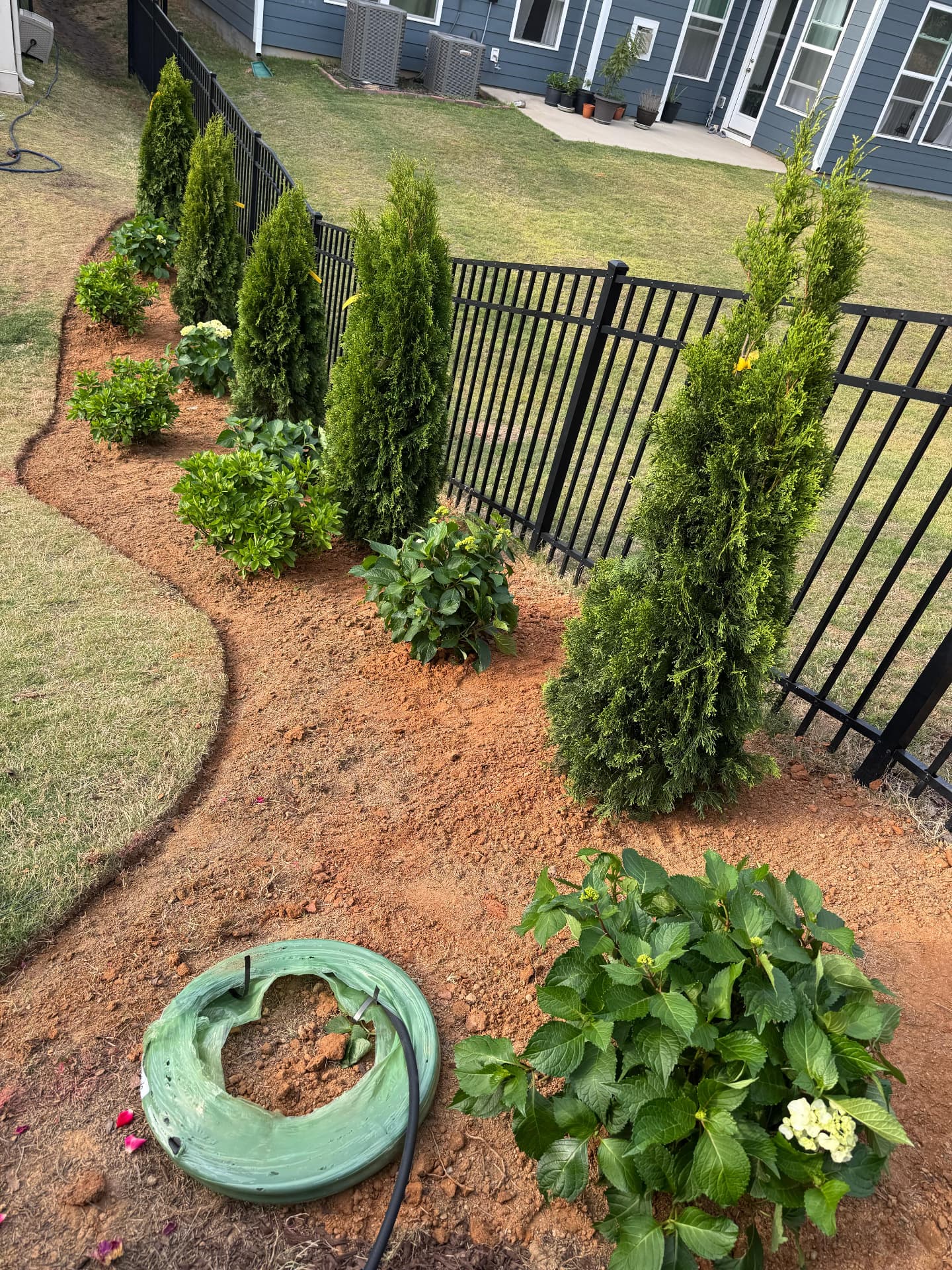 Evergreens and hydrangeas planted along a fence