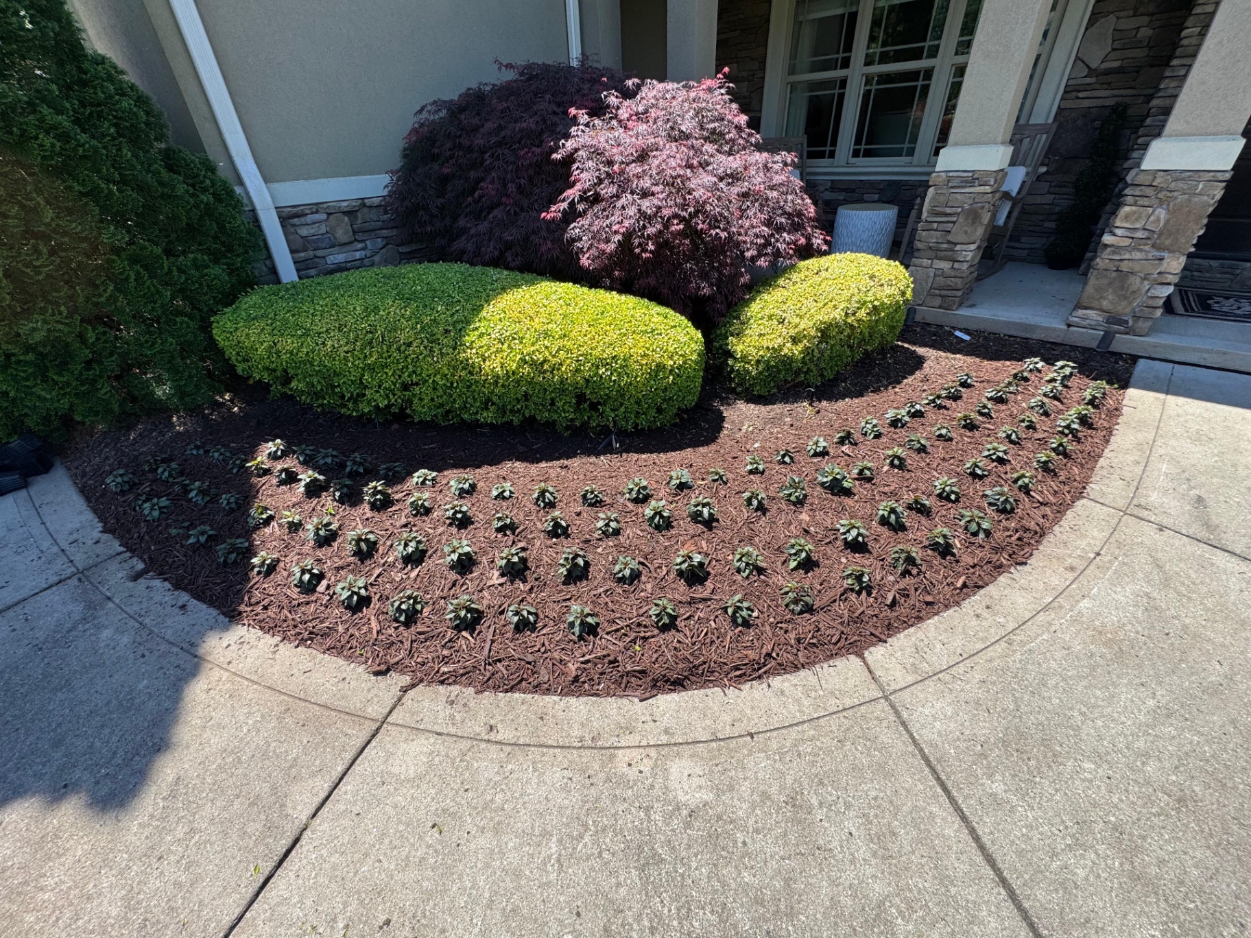 New groundcover and neatly trimmed shrubs in a front garden bed