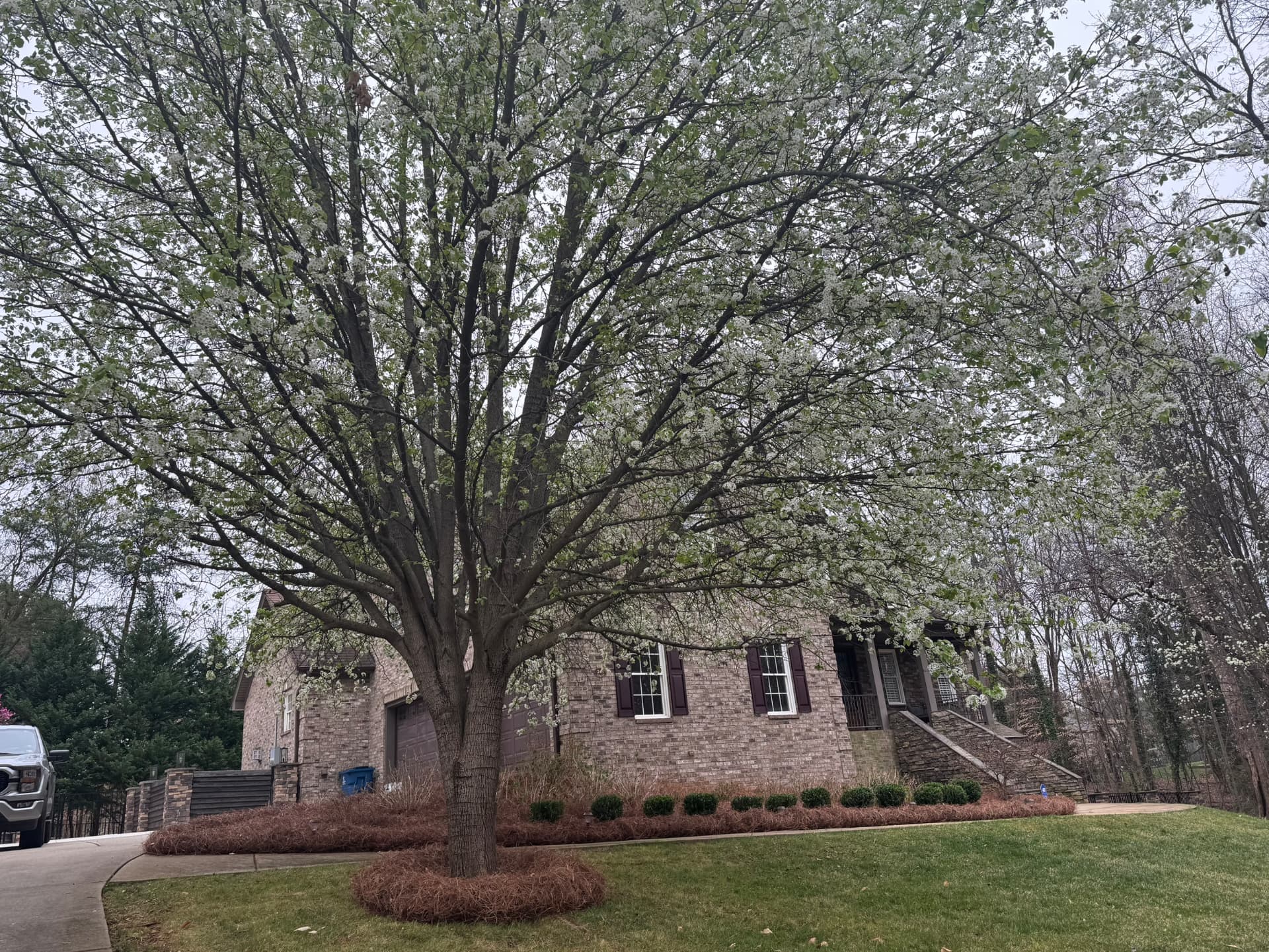 Mowed front lawn beneath a flowering tree