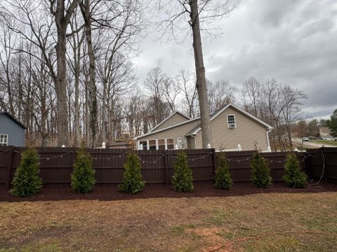 New evergreen privacy planting in a mulched bed along a wooden fence
