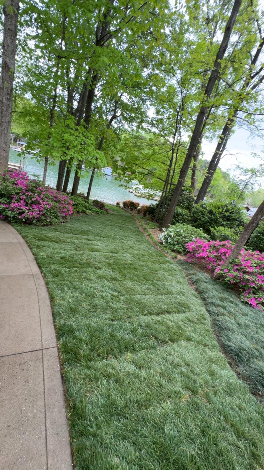 Garden lawn bordered by flowering beds and mature trees