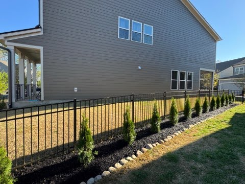 Row of young evergreens in a dark mulch bed along a black metal fence