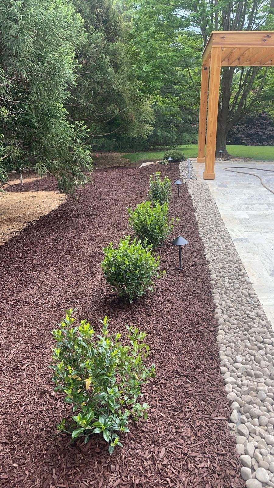 Young evergreens planted beside garden steps and paving