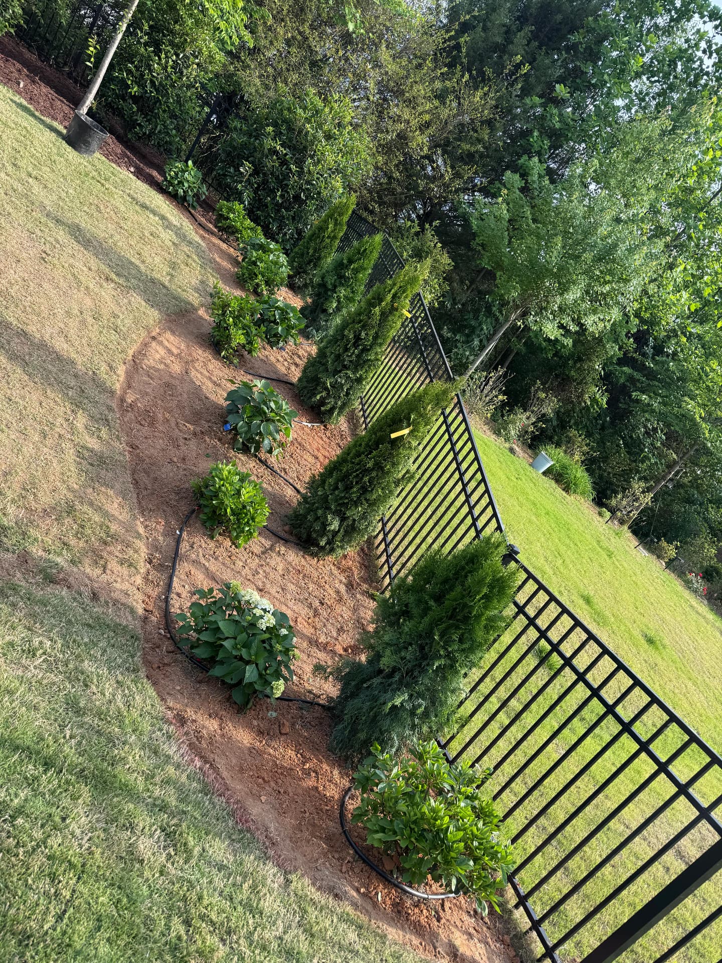 Linear evergreen and hydrangea garden bed