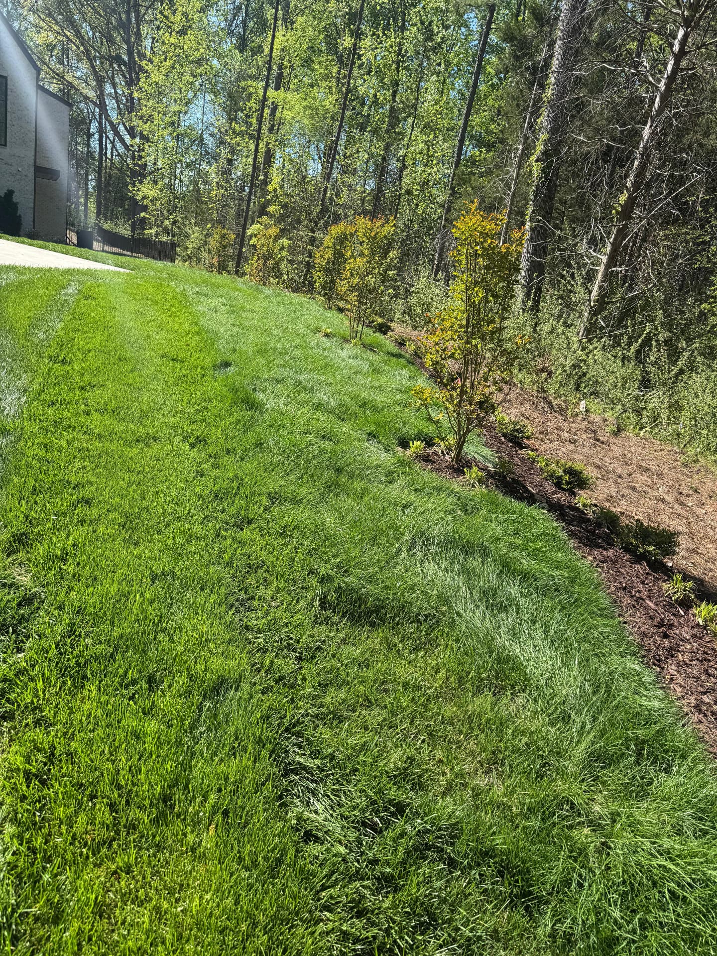 Overgrown slope cleared, mulched, and planted beside fresh grass