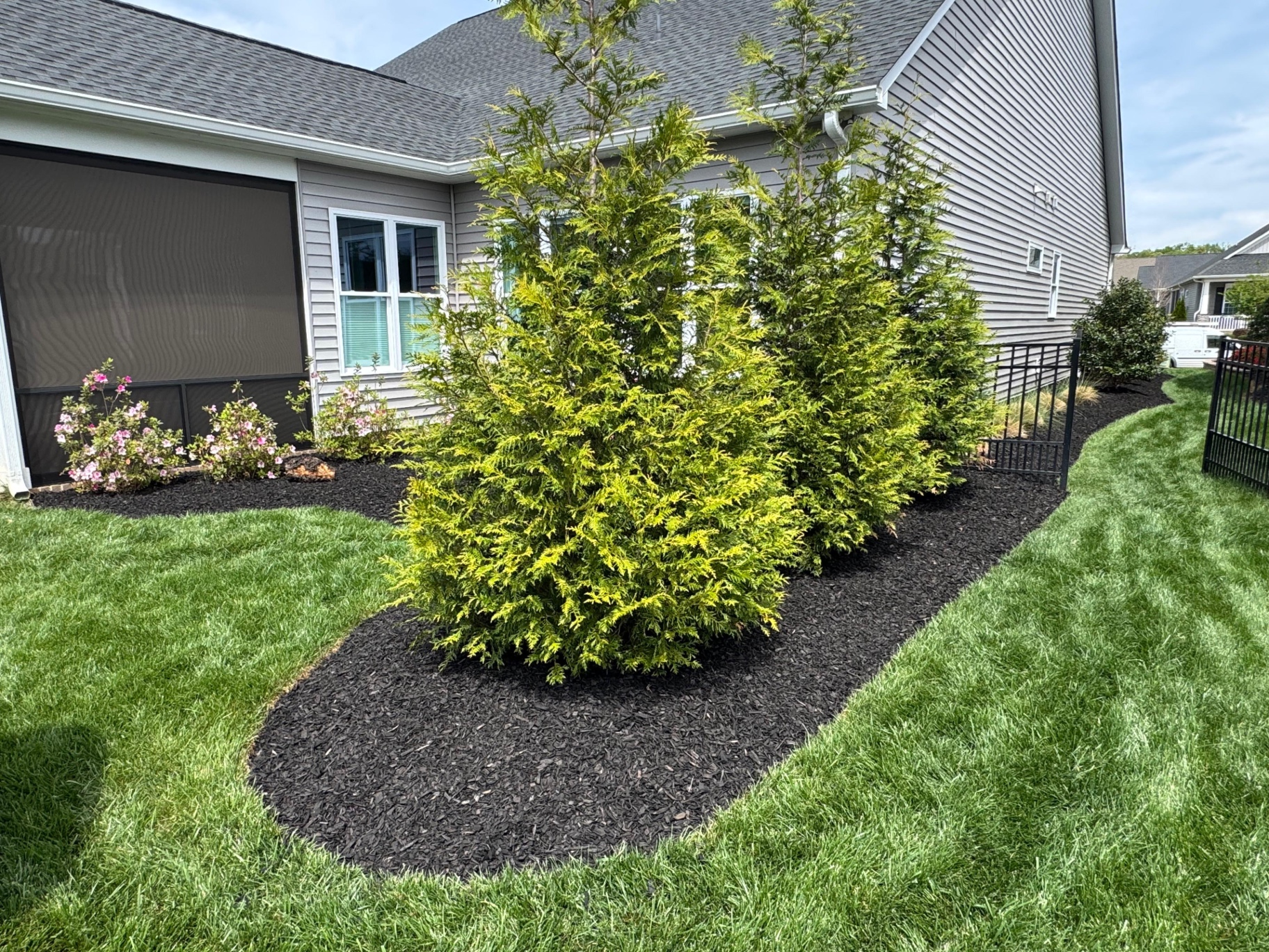 Golden arborvitae in a fresh mulch bed