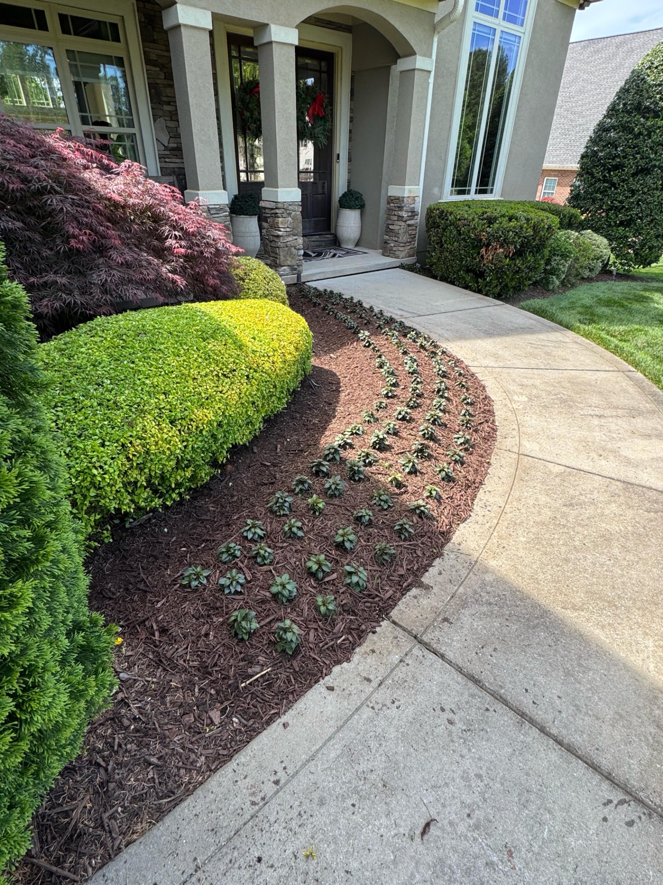New groundcover and shaped shrubs in a mulched bed beside a curved walkway