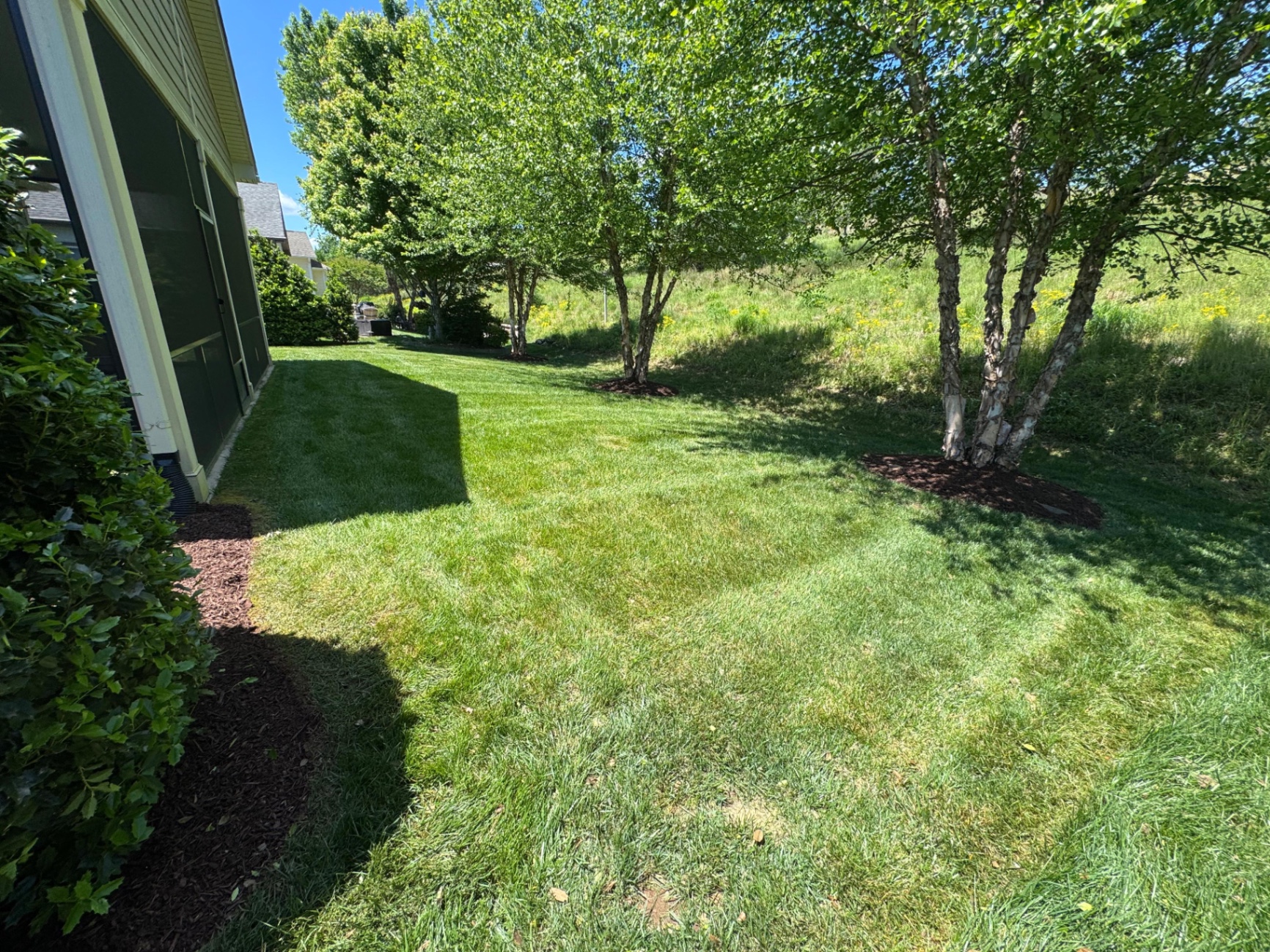 Mowed backyard lawn beneath mature trees