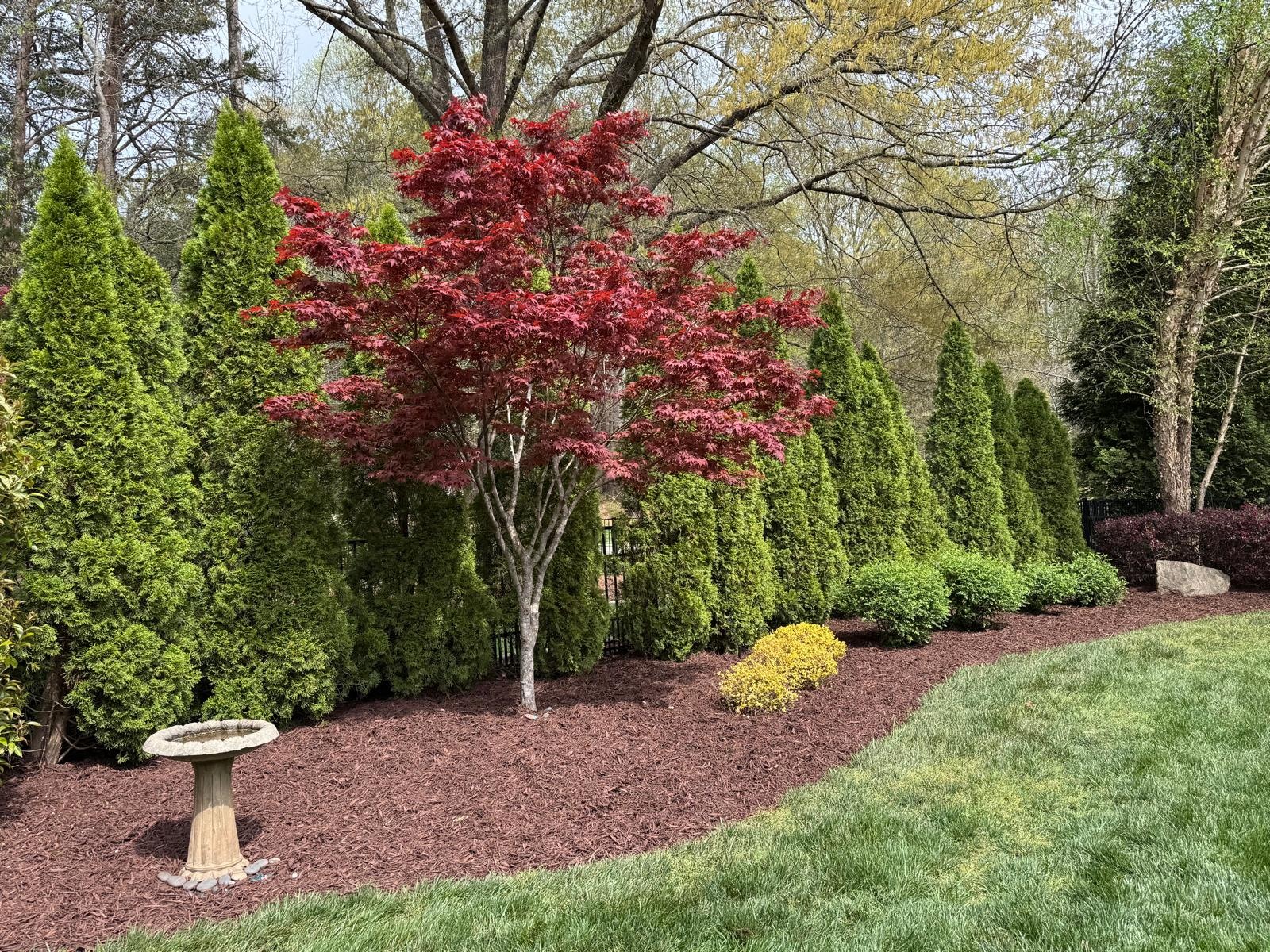 Red ornamental maple and evergreen shrubs in a mulched border