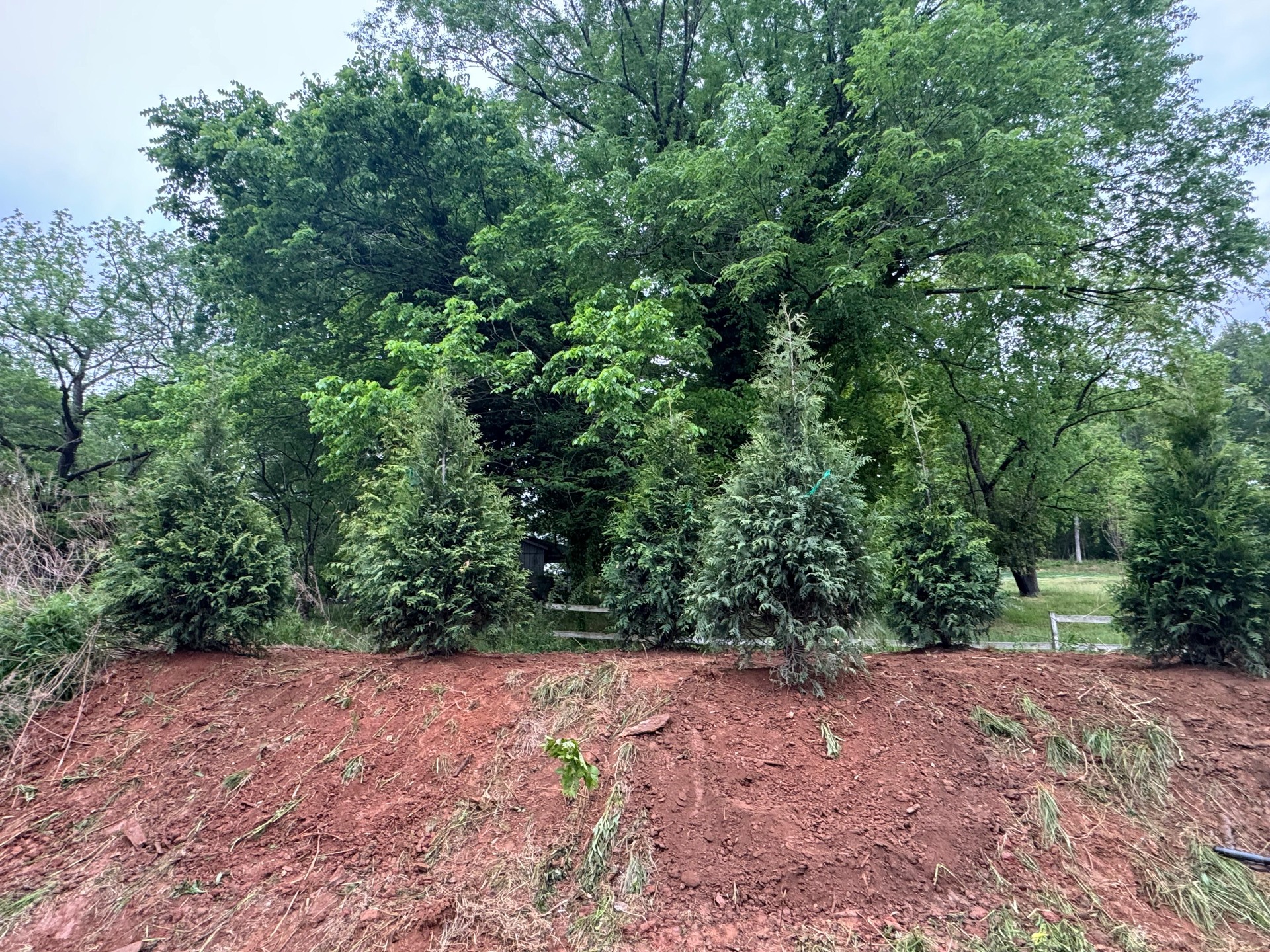 New evergreen shrubs in a mulched garden bed beneath mature trees