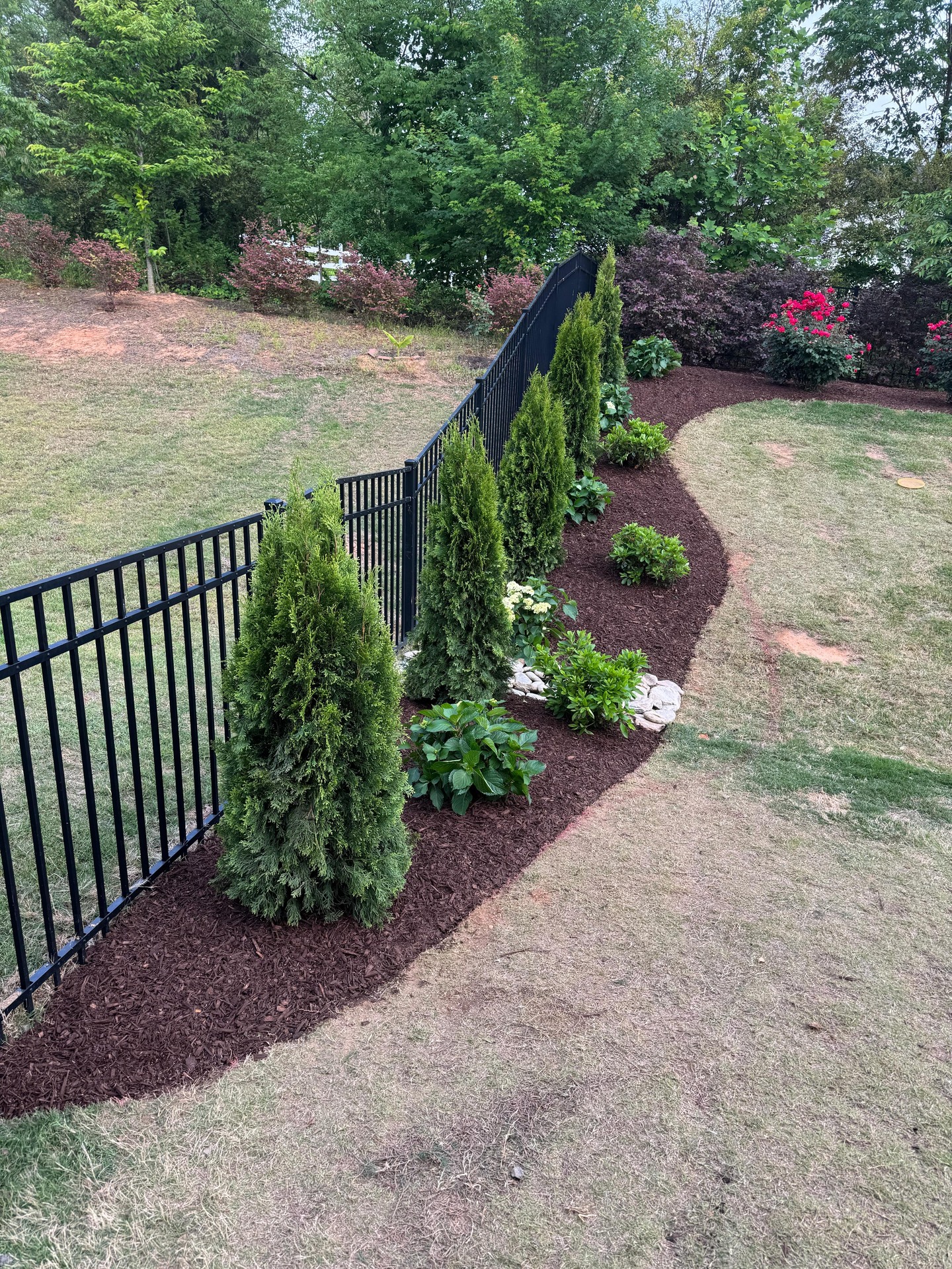 Evergreens and flowering shrubs along a black metal fence