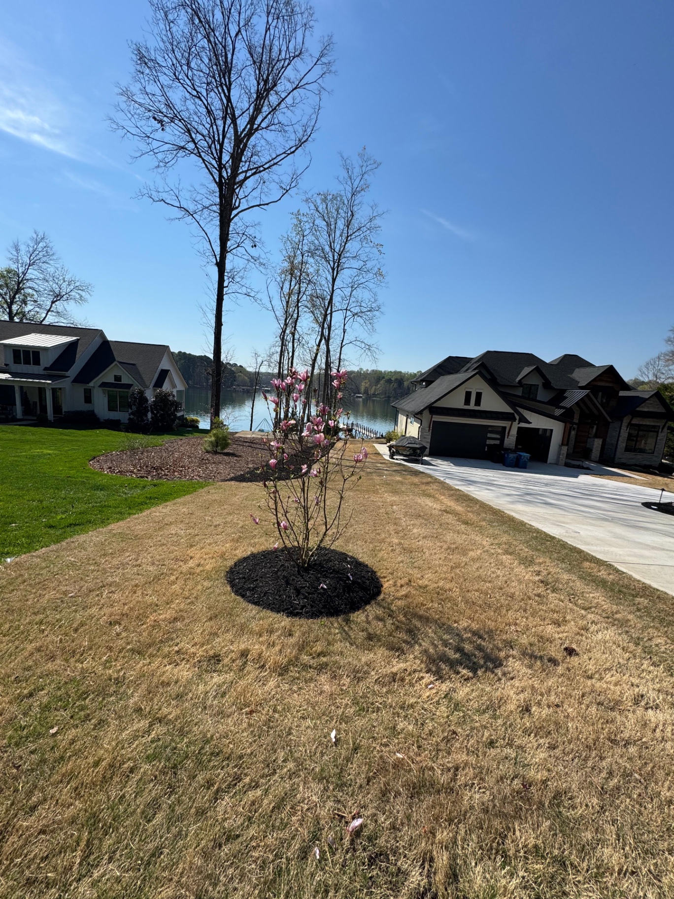 Freshly mulched tree ring beside a driveway
